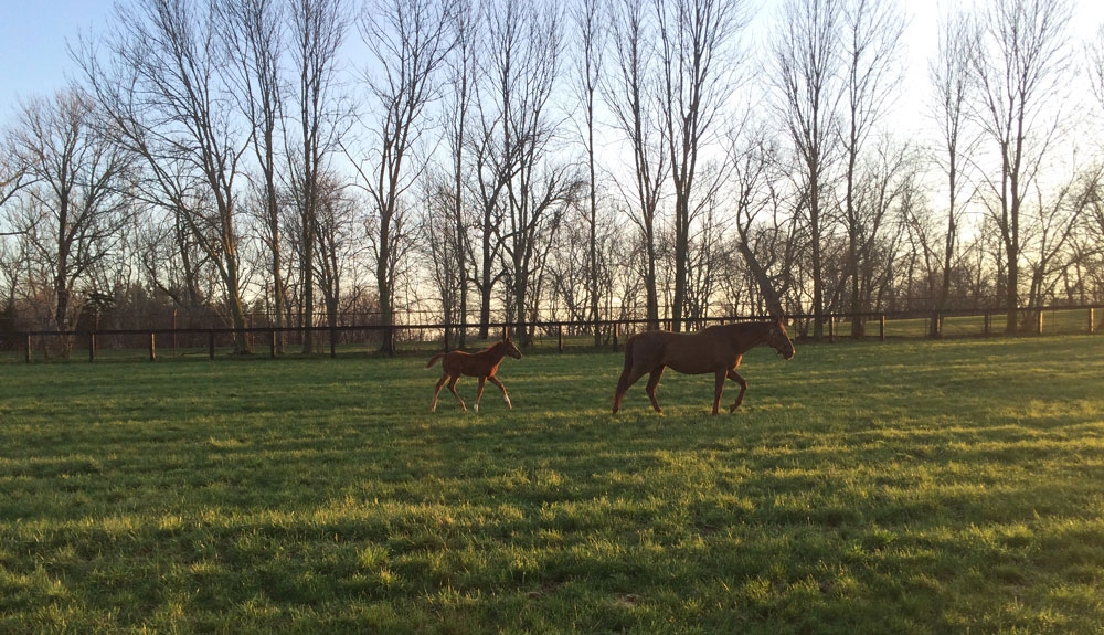 Gallery-Mare-Foal-Spring-Bluegrass-Winchester-Farm