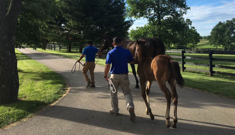 Gallery-Mare-Foal-Thoroughbreds-Winchester-Farm