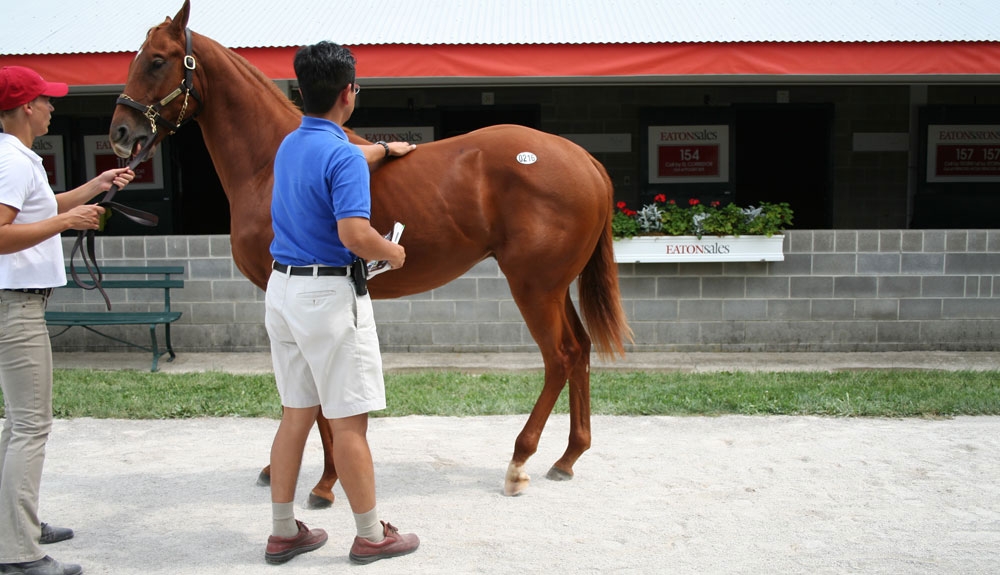 Gallery-Sales-Inspection-Keeneland-Winchester-Farm