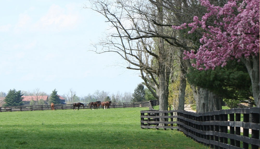 Gallery-Spring-Horse-Paddock-Winchester-Farm
