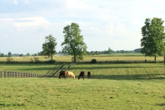 Gallery-Horses-Grazing-Paddock-Winchester-Farm