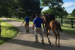Gallery-Mare-Foal-Thoroughbreds-Winchester-Farm