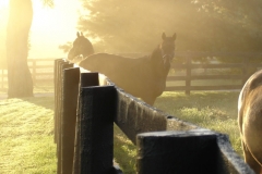 Gallery-Misty-Fall-Morning-Winchester-Farm
