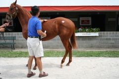 Gallery-Sales-Inspection-Keeneland-Winchester-Farm