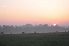 Gallery-Sunset-Horse-Paddock-Winchester-Farm