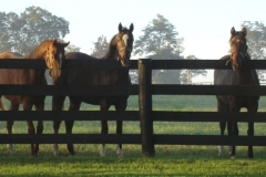 Gallery-Weanlings-Thoroughbred-Paddock-Winchester-Farm