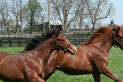 Gallery-Yearling-Thoroughbreds-Racing-Winchester-Farm
