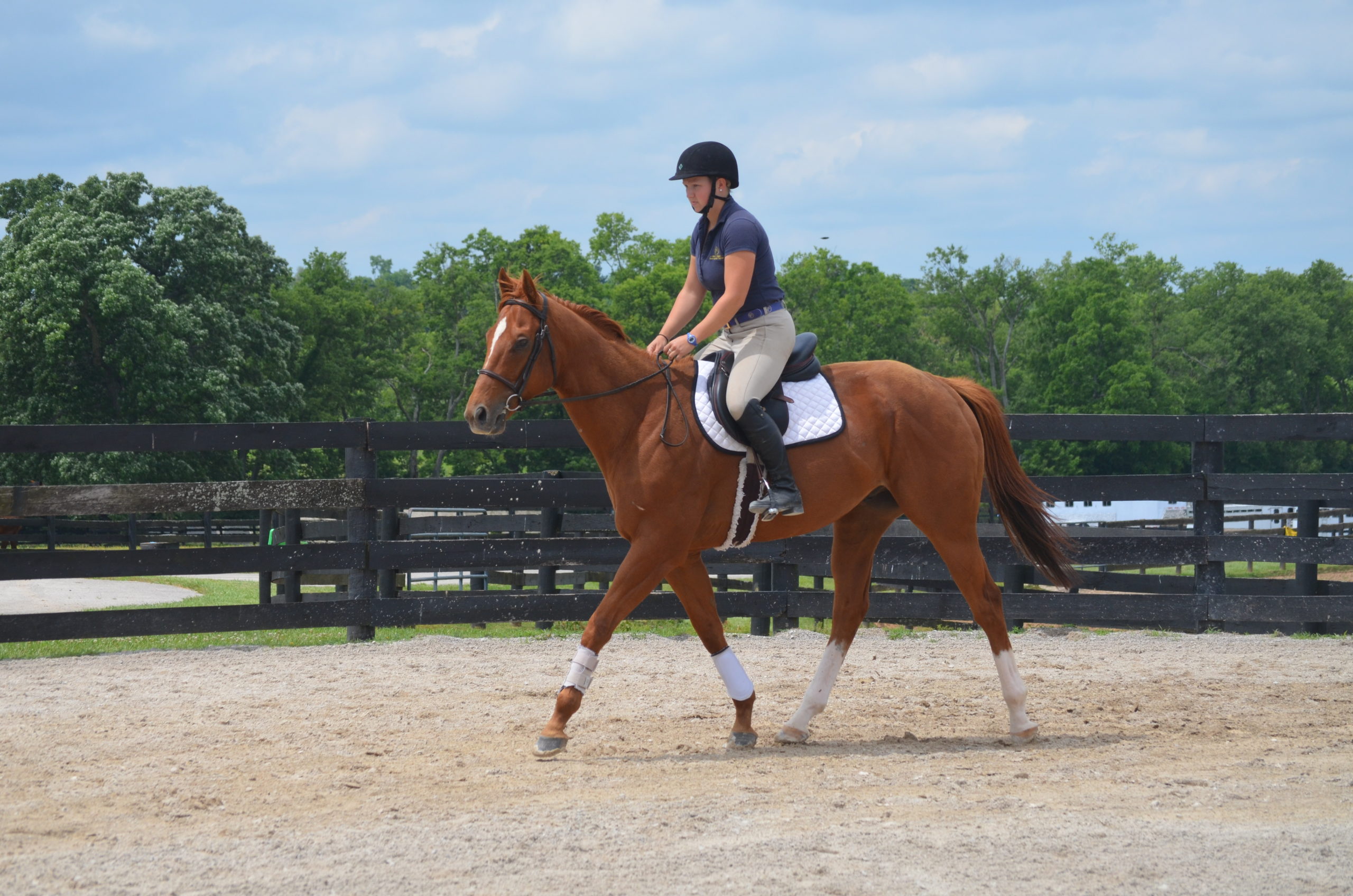 New Careers for Winchester FarmFoaled Horses Winchester Farm