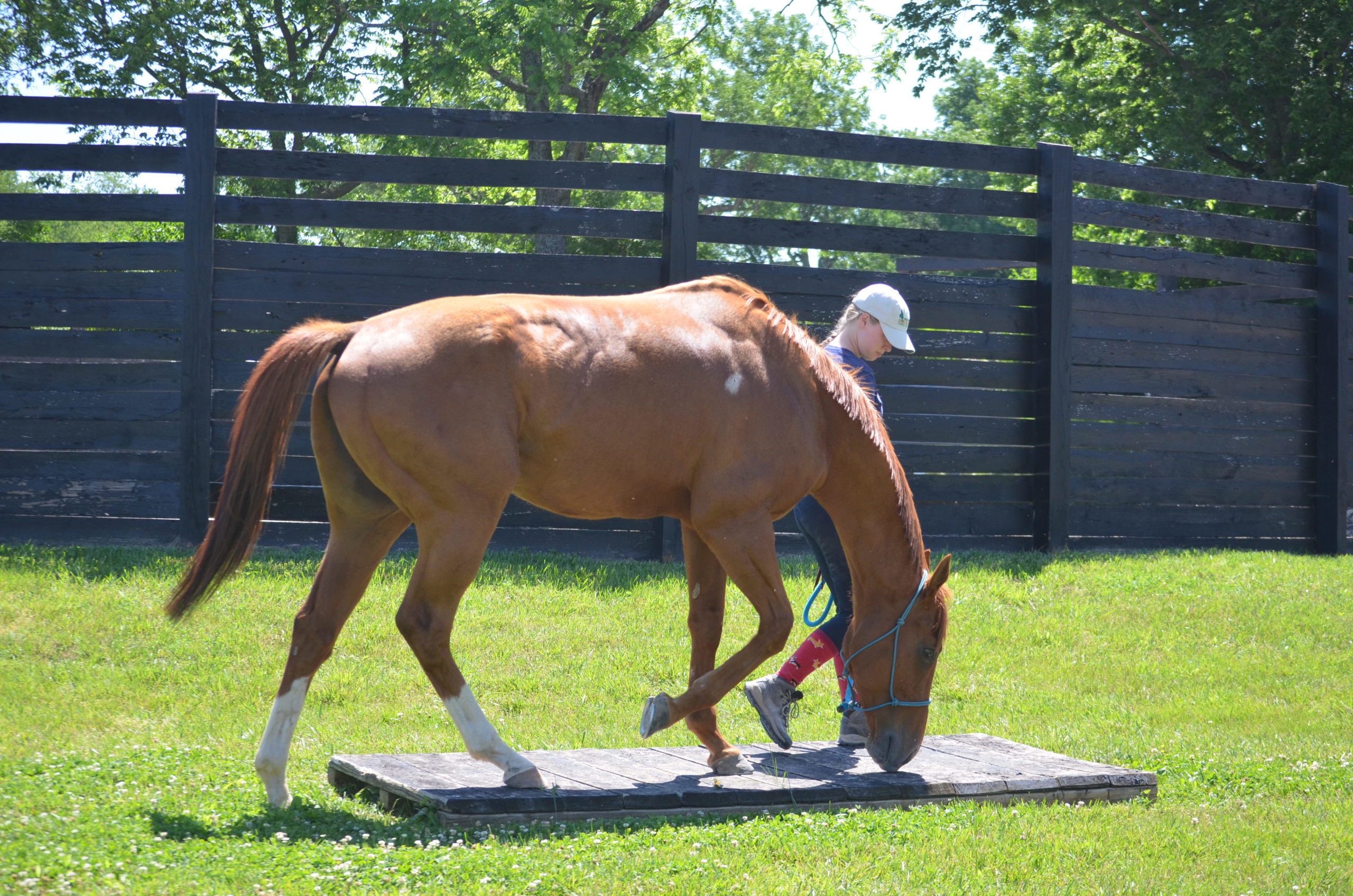 New Careers for Winchester FarmFoaled Horses Winchester Farm